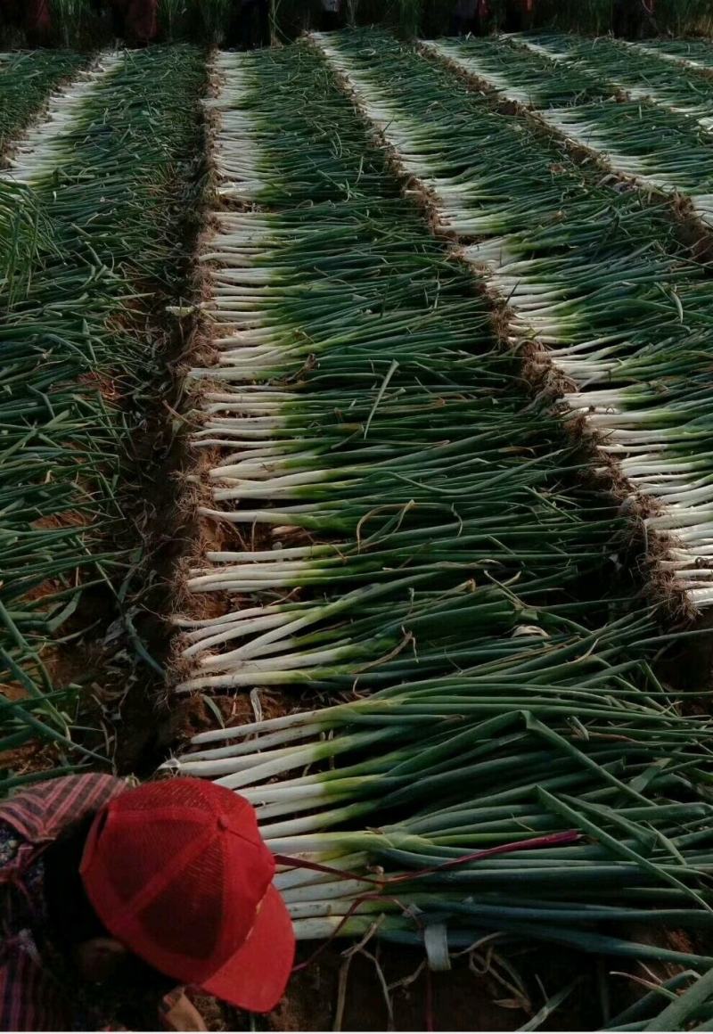 万亩精品大葱生产基地，可装半挂，代发全国诚信经营