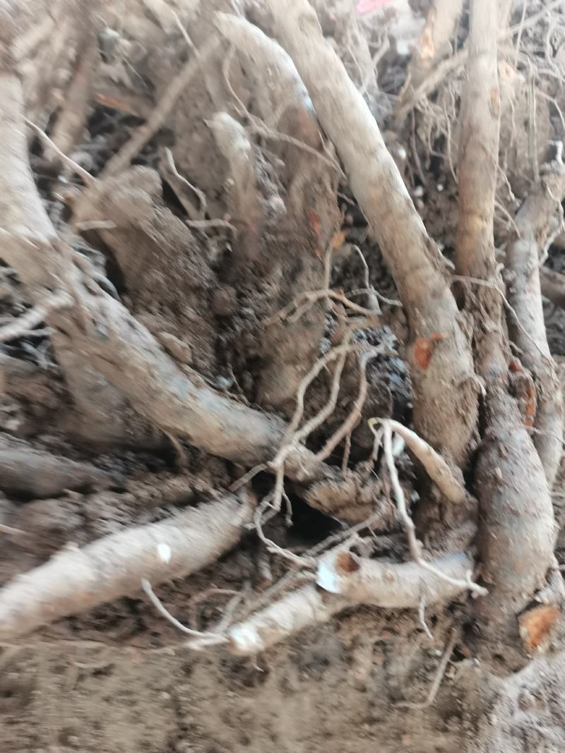 亳州白勺芽