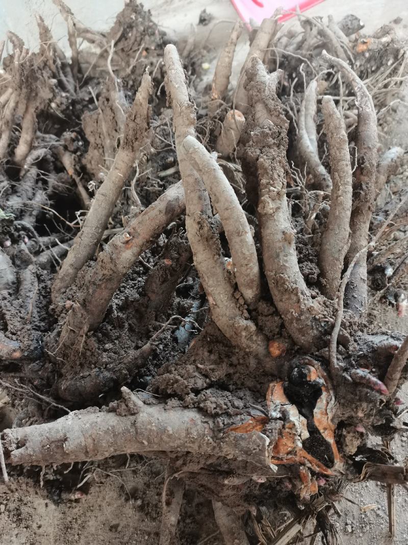 亳州白勺芽