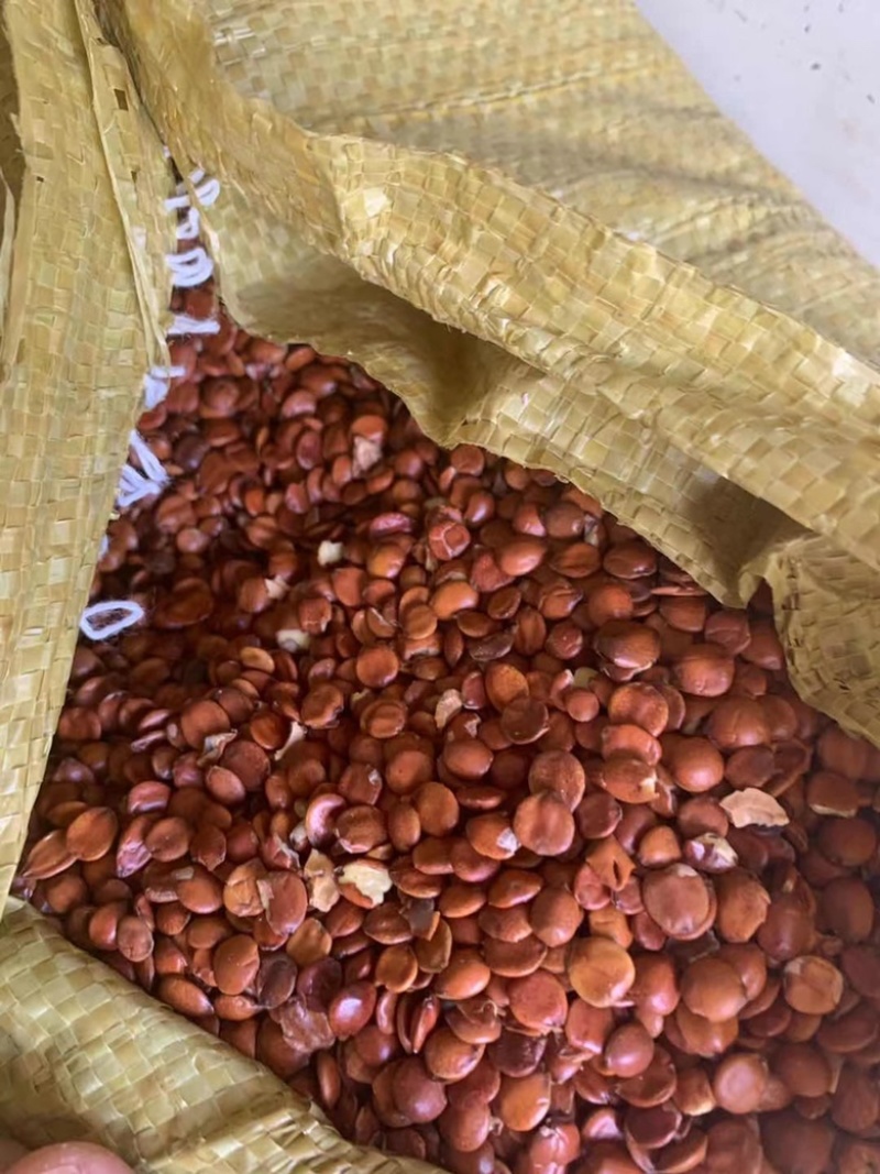 酸枣仁理枣仁进口枣仁批发支持全国发货