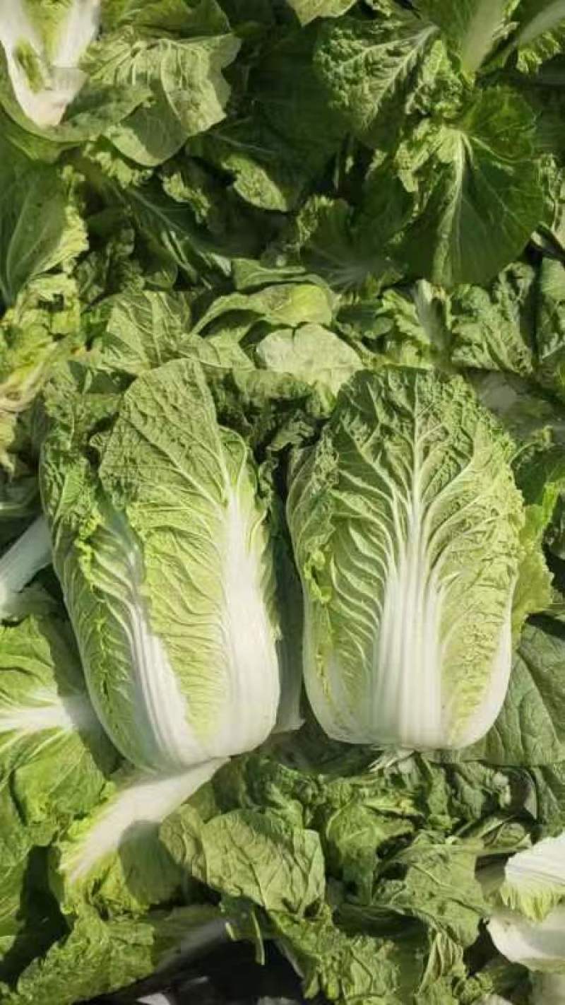 夏邑精品白菜上市，精品黄心白菜，夏阳白菜，青杂白菜量大