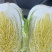 夏邑精品白菜上市，精品黄心白菜，夏阳白菜，青杂白菜量大