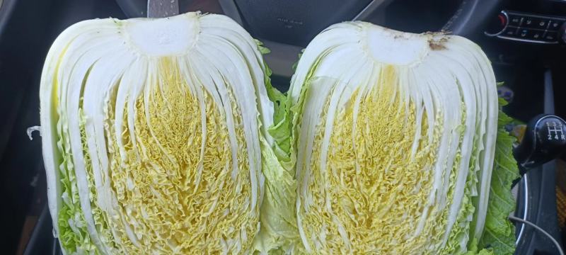 夏邑精品白菜上市，精品黄心白菜，夏阳白菜，青杂白菜量大