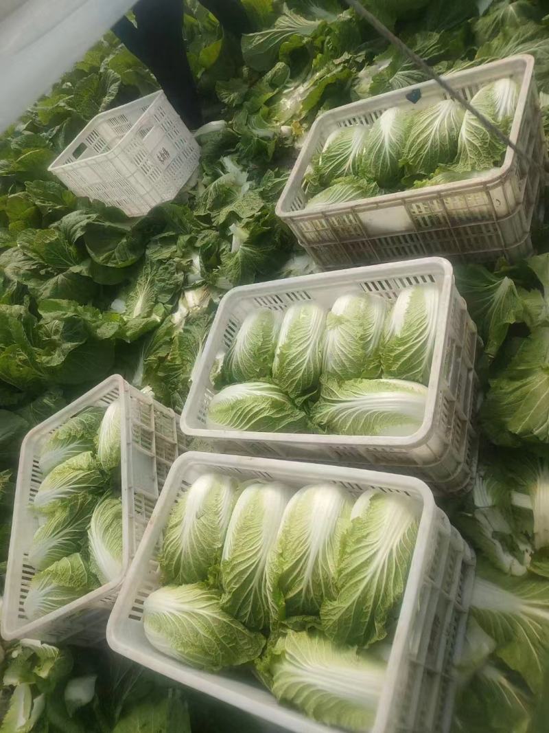 夏邑精品白菜上市，精品黄心白菜，夏阳白菜，青杂白菜量大