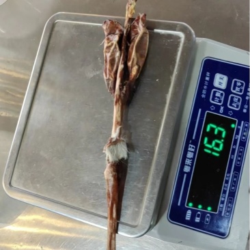鹿鞭批发实惠泡酒批发代发源头鹿场