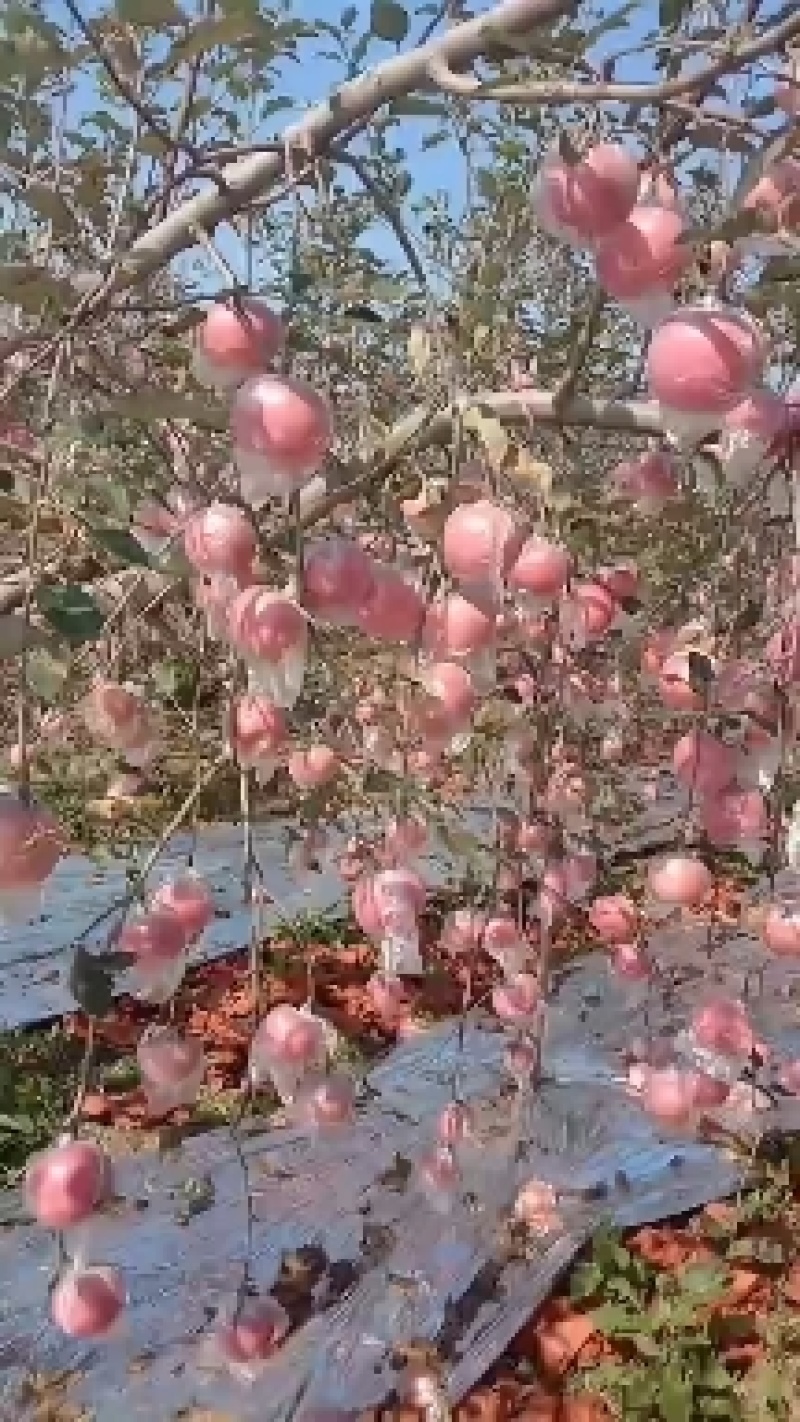 丰县大沙河红富士苹果