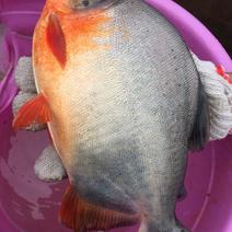 红鲳鱼