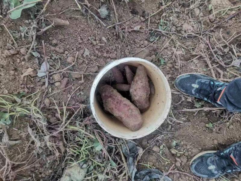 精选优质凌紫大量上市，欢迎各地客商前来咨询选购