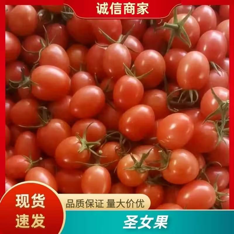 山东聊城莘县产地直发圣女果千禧，贝贝，甜似初恋，品质保证