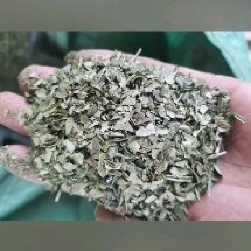 重庆青花椒叶子产地直销一手货源，需要货源的老板提前预订