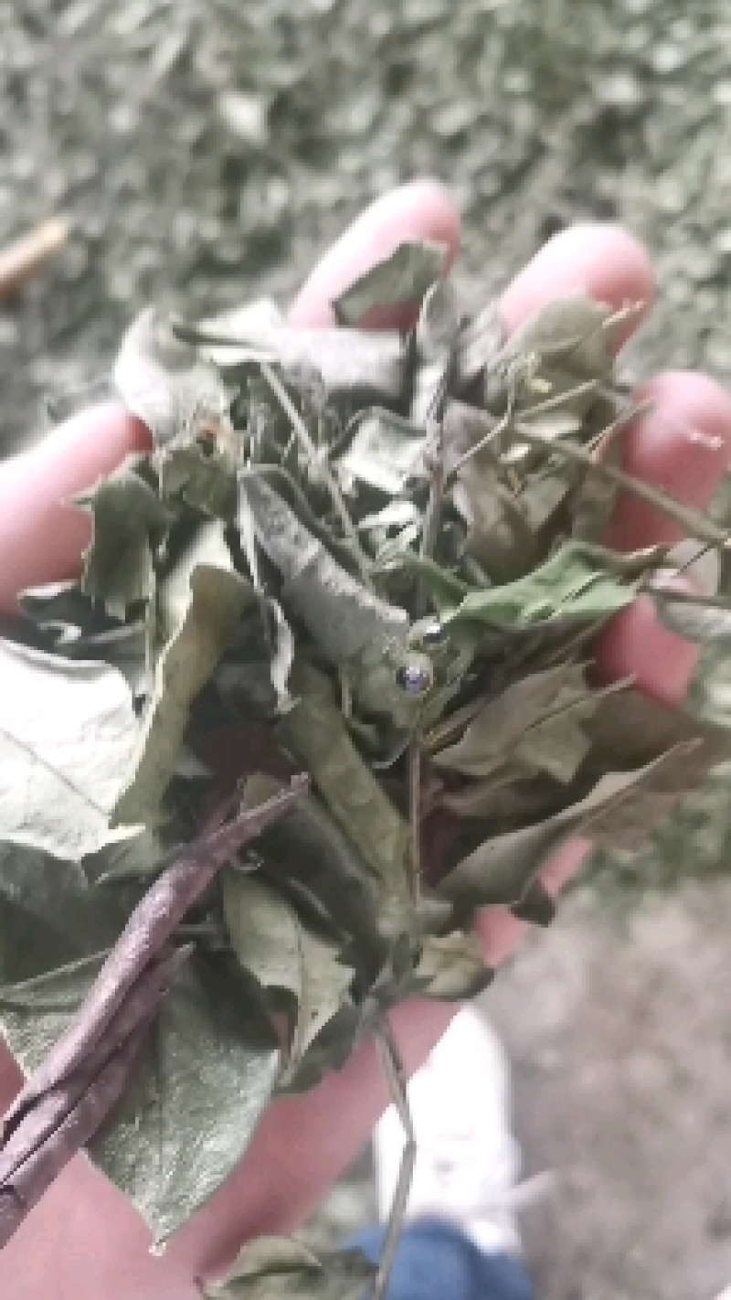 重庆青花椒叶子产地直销一手货源，需要货源的老板提前预订