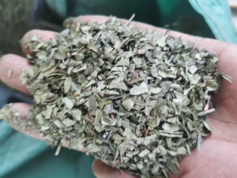 重庆青花椒叶子产地直销一手货源，需要货源的老板提前预订
