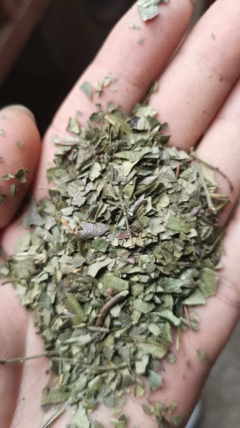 重庆青花椒叶子产地直销一手货源，需要货源的老板提前预订