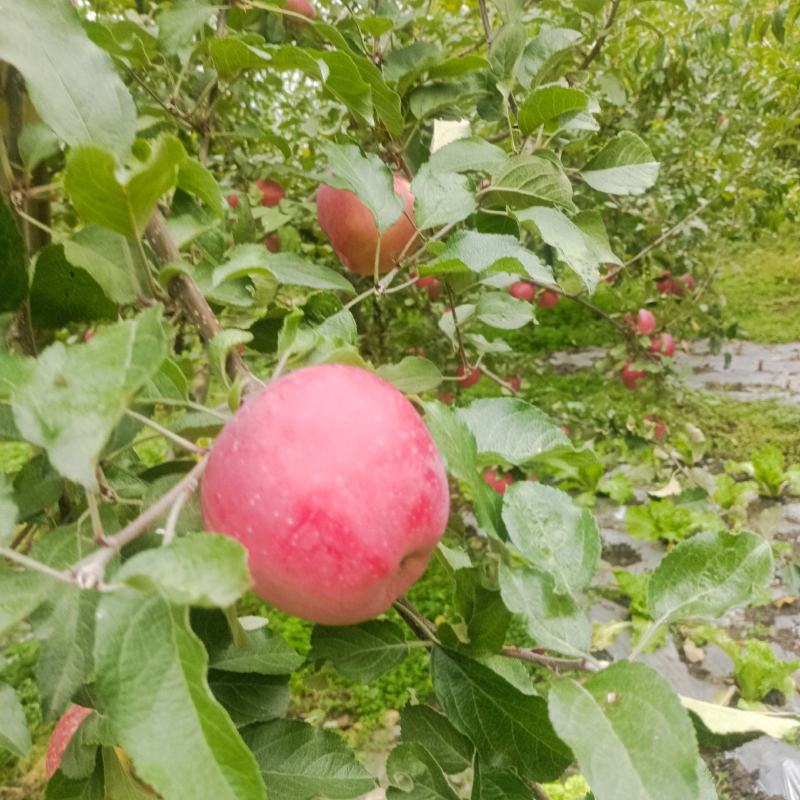冰糖心苹果