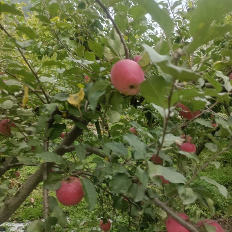 冰糖心苹果
