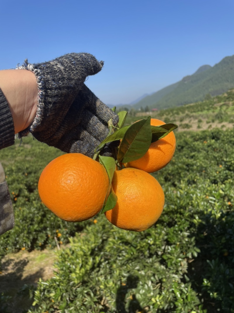 湖南湘西纽荷尔脐橙大量有货产地直发品质保证欢迎实地考察