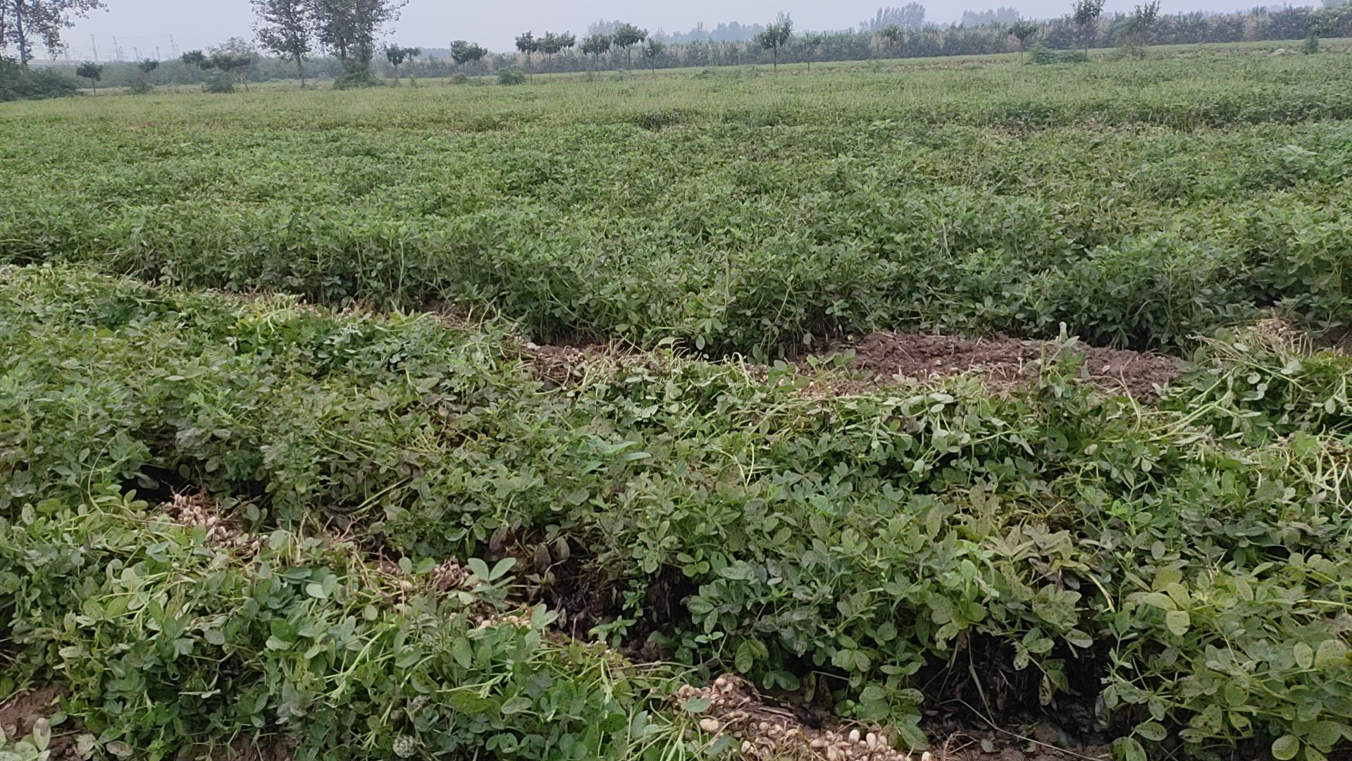 花生田间生长图