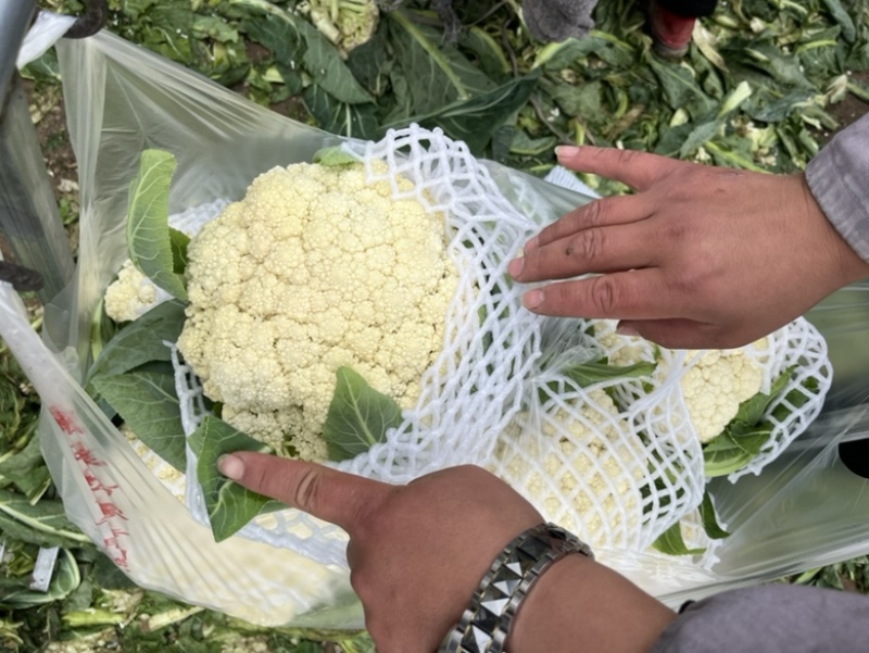 花菜白面青梗小米花有机花菜鲜花菜产地大量供应