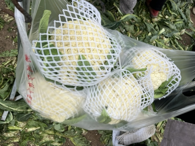 花菜白面青梗小米花有机花菜鲜花菜产地大量供应