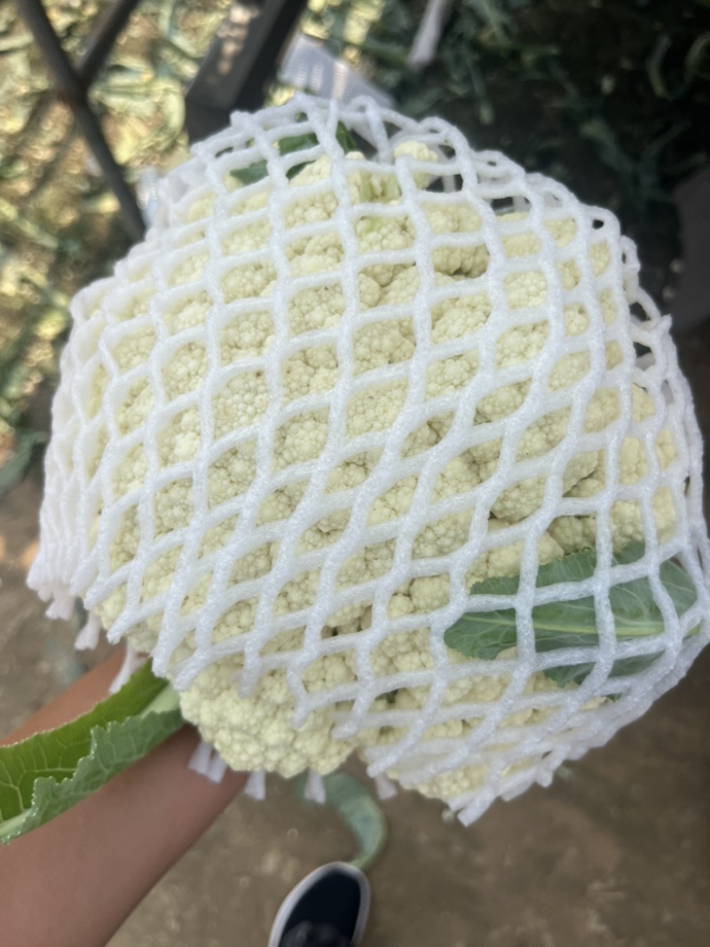 花菜白面青梗小米花有机花菜鲜花菜产地大量供应