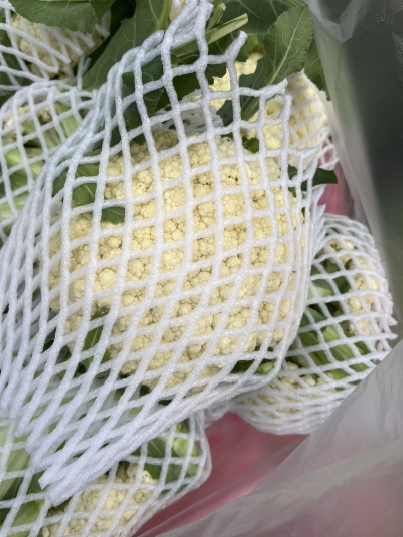 花菜白面青梗小米花有机花菜鲜花菜产地大量供应
