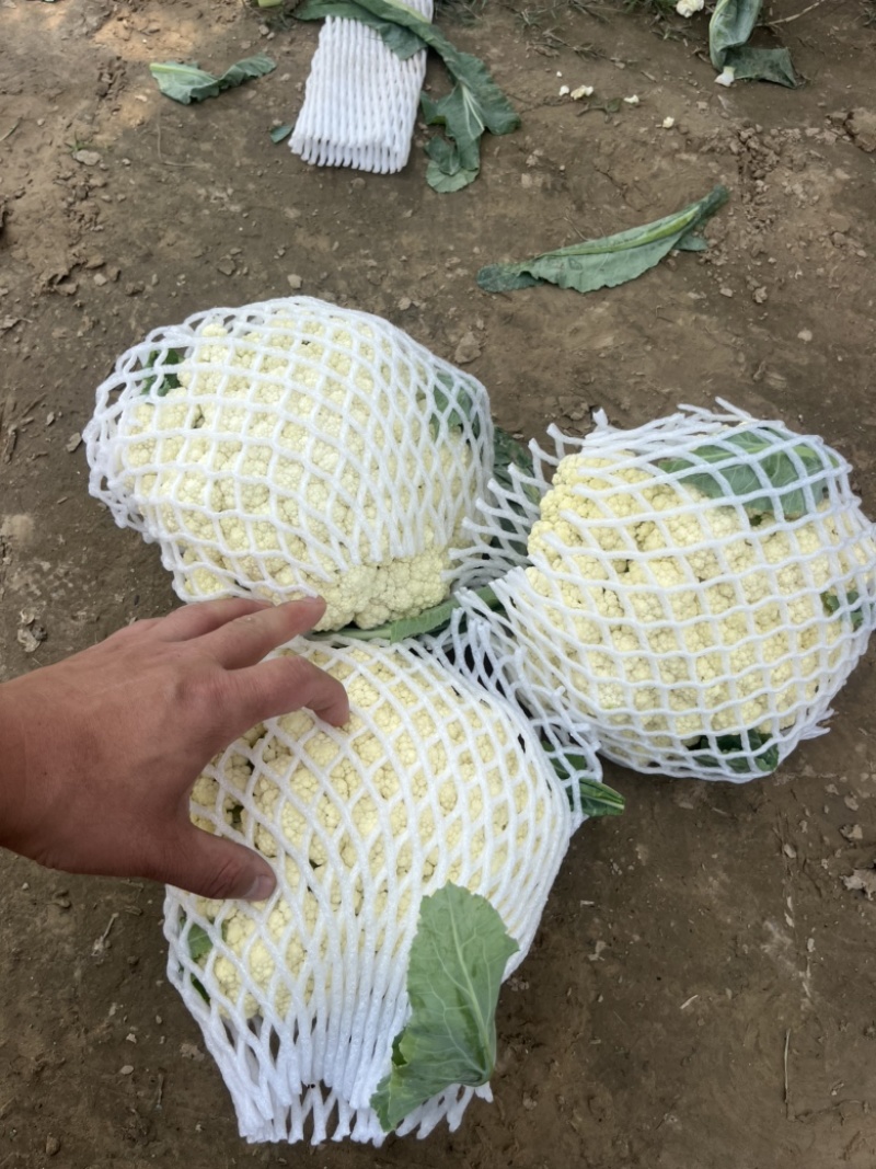 花菜白面青梗小米花有机花菜鲜花菜产地大量供应