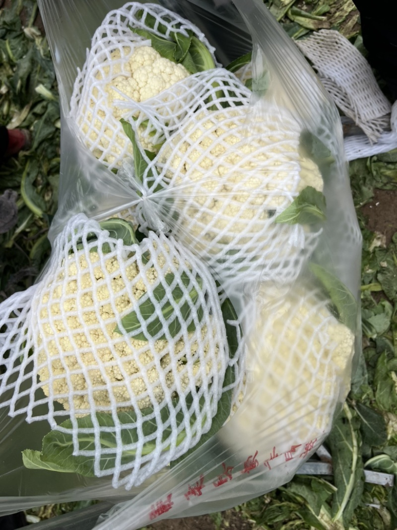 花菜白面青梗小米花有机花菜鲜花菜产地大量供应