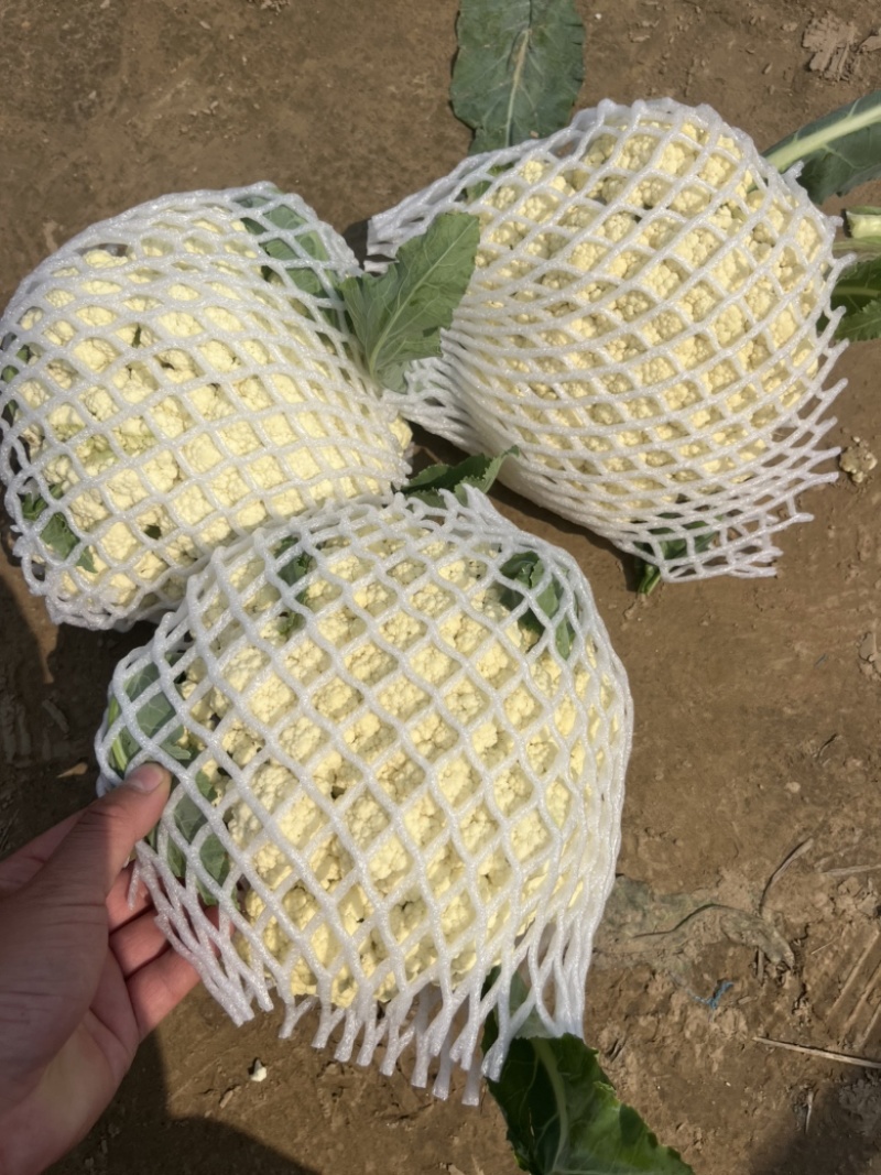 花菜白面青梗小米花有机花菜鲜花菜产地大量供应