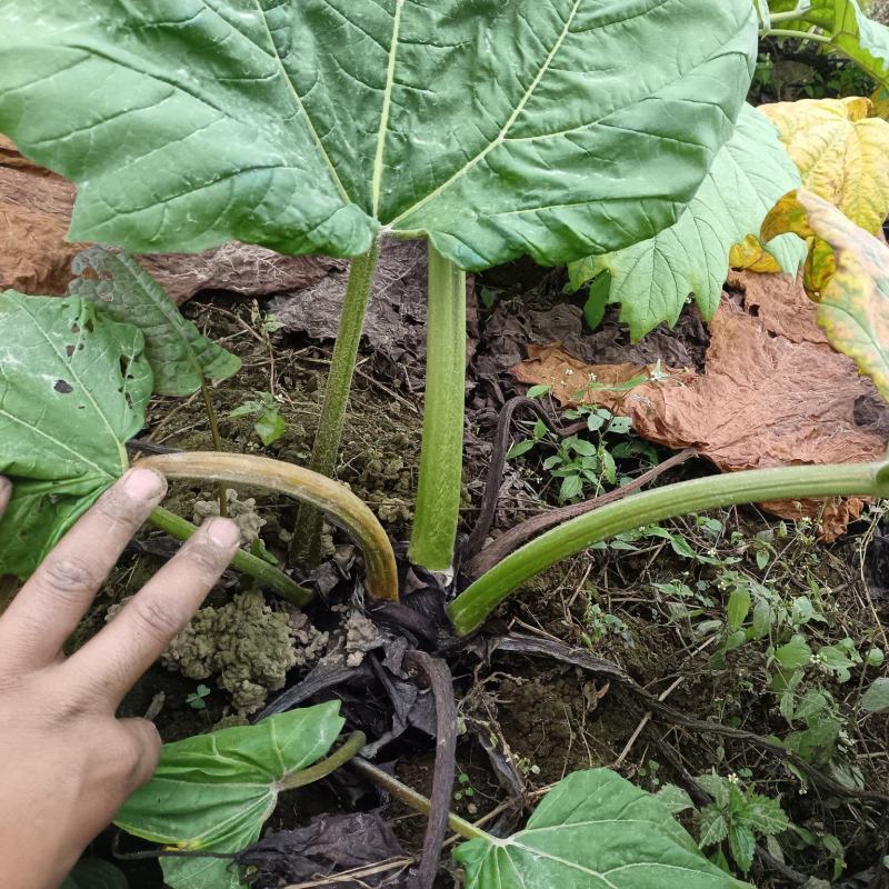 大黄中药材大黄高海拔种植新鲜大黄产地直供