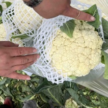 花菜白面青梗小米花有机花菜鲜花菜产地大量供应