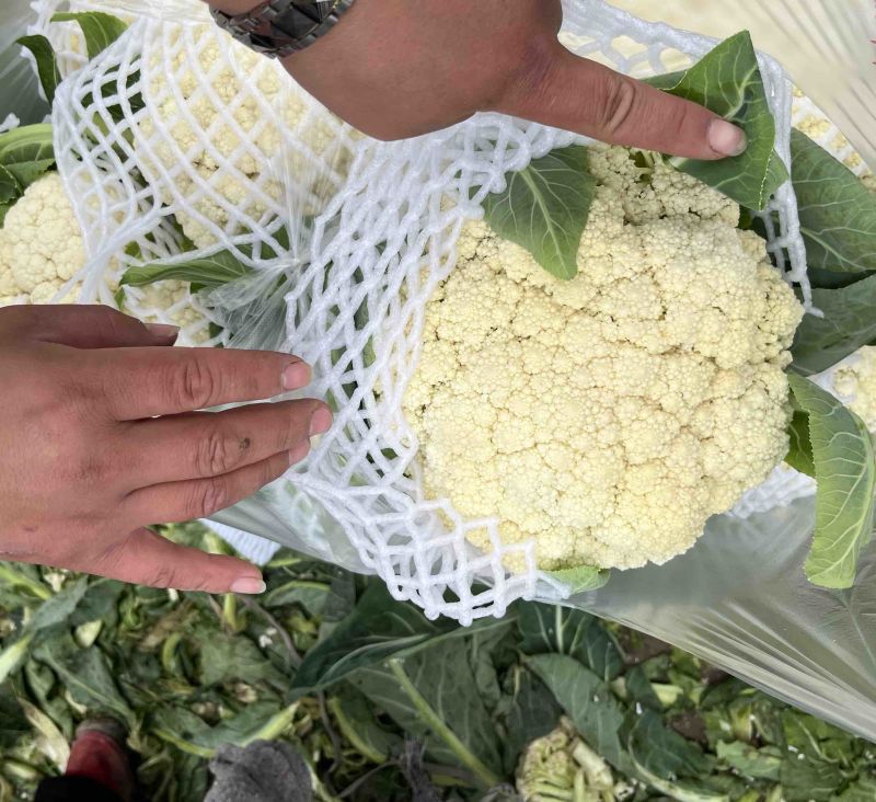 花菜白面青梗小米花有机花菜鲜花菜产地大量供应