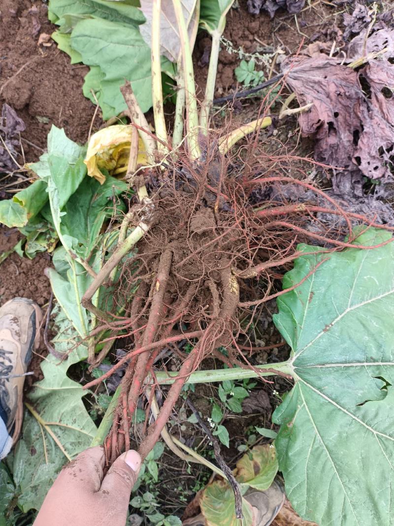 大黄中药材大黄高海拔种植新鲜大黄产地直供