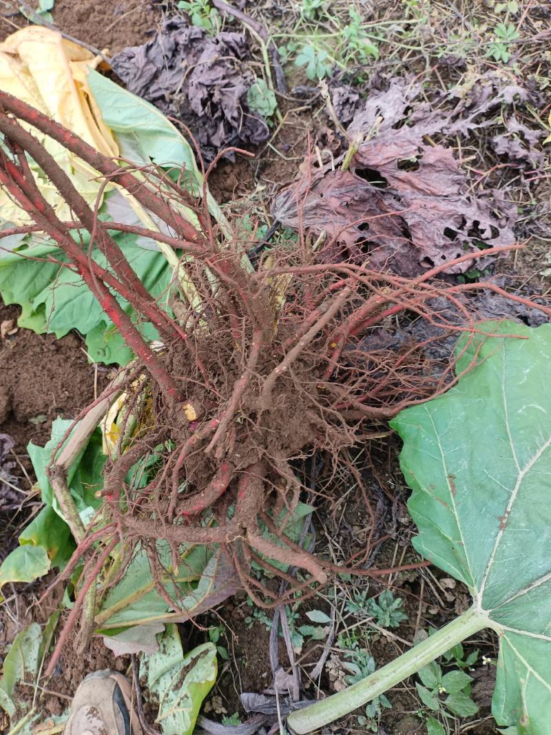 大黄中药材大黄高海拔种植新鲜大黄产地直供