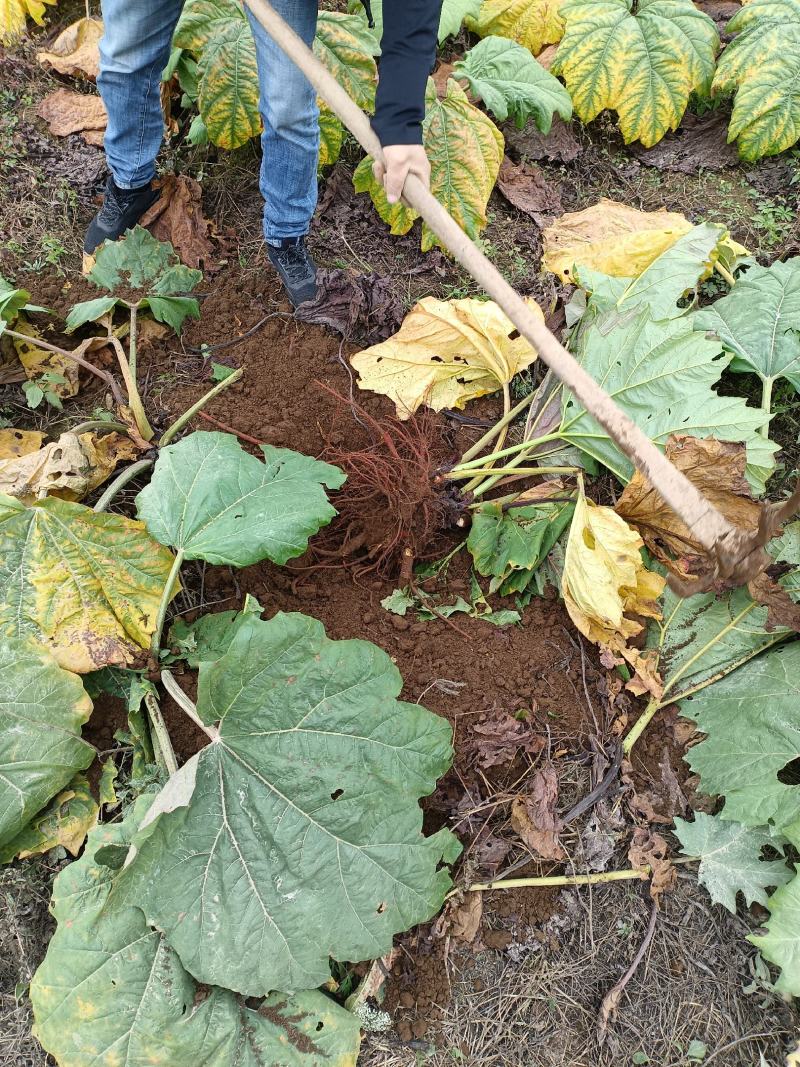 大黄中药材大黄高海拔种植新鲜大黄产地直供
