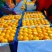 湖北宜昌特早熟蜜橘大量供货中诚信经营保质保量现摘现发