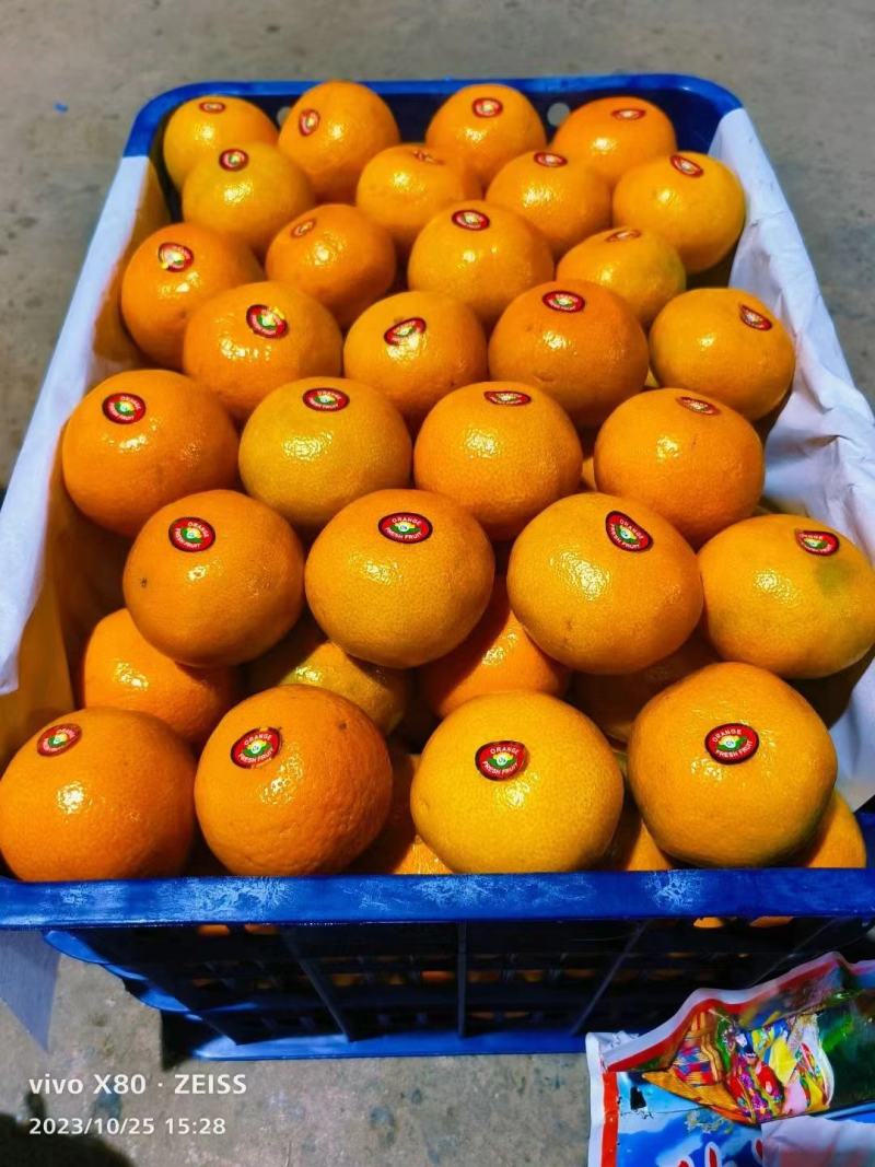 湖北宜昌特早熟蜜橘大量供货中诚信经营保质保量现摘现发