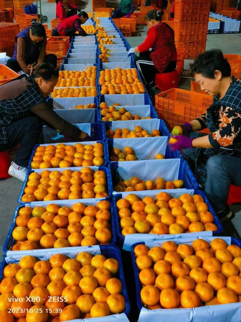 湖北宜昌特早熟蜜橘大量供货中诚信经营保质保量现摘现发