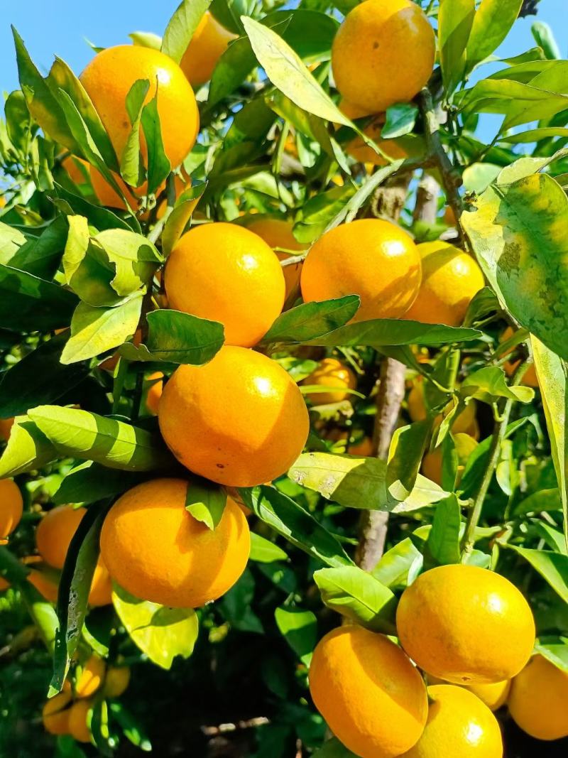 湖北宜昌特早熟蜜橘大量供货中诚信经营保质保量现摘现发