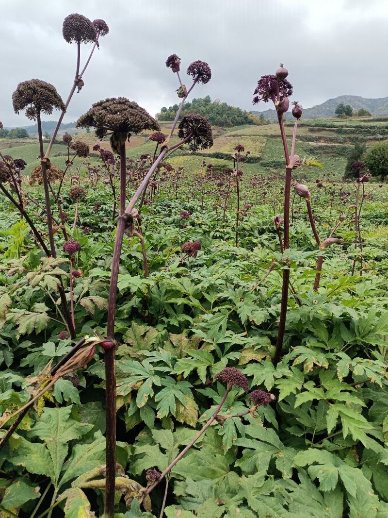 【独活】.常年经营各种中药材冷背药.中药材批发.质量保证