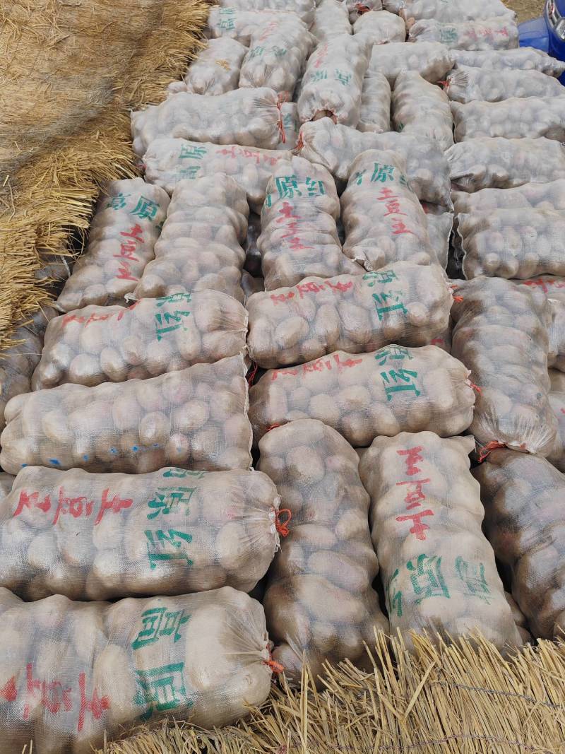 青薯九号土豆，甘肃定西，实力代办