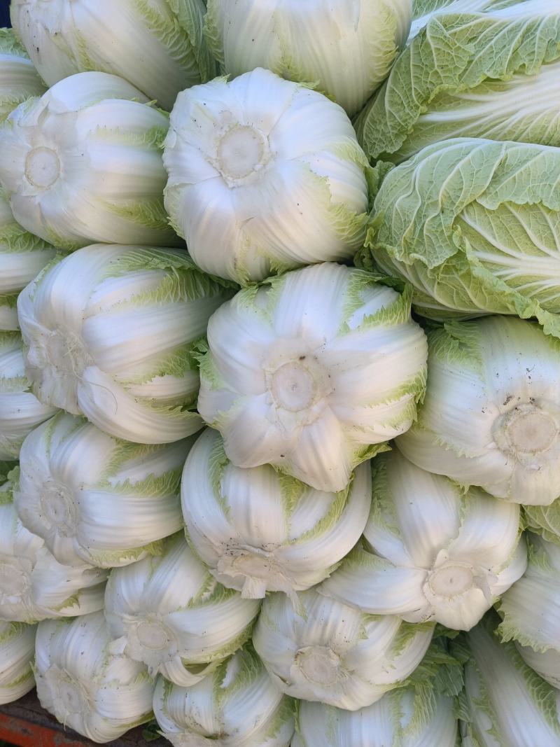 黄心白菜