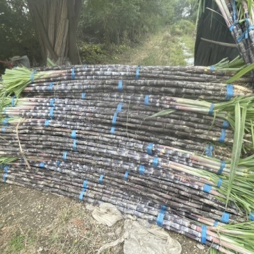 自家种植黑皮甘蔗100亩价格可谈