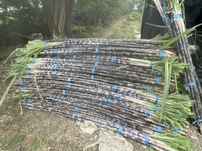 自家种植黑皮甘蔗100亩价格可谈