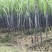 自家种植黑皮甘蔗100亩价格可谈