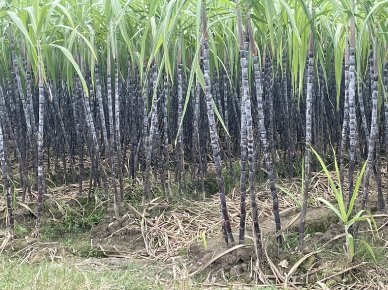 自家种植黑皮甘蔗100亩价格可谈