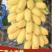 【清洗服务】精选小米蕉西贡蕉大量现货产地直发供应档口