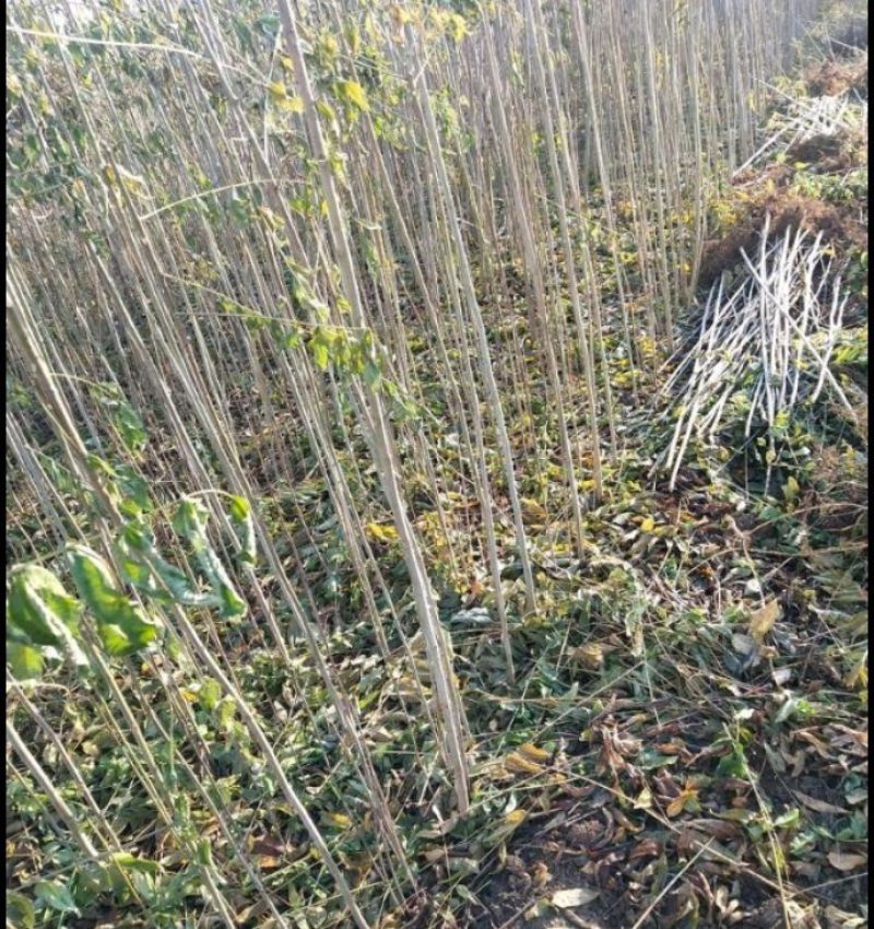 大政香椿芽提供大棚香椿芽树苗，规格多成活率高，提供技术。