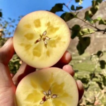 茂汶理三县实力代办产地直销糖心苹果，红富士
