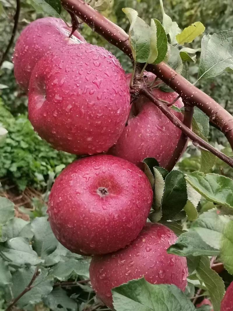 茂汶理三县实力代办产地直销糖心苹果，红富士