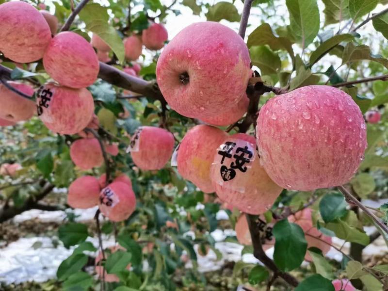 茂汶理三县实力代办产地直销糖心苹果，红富士